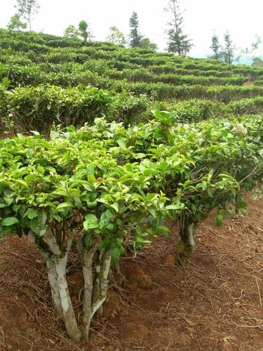 茶树种植海拔