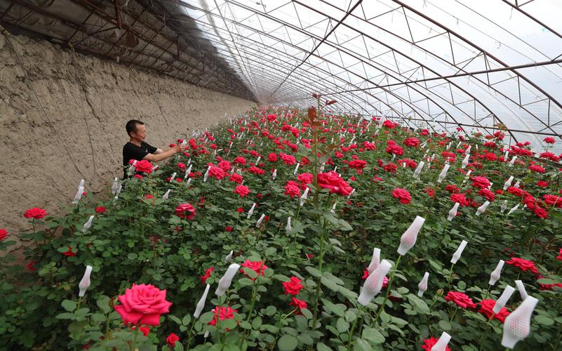 大棚玫瑰花的种植方法及养护