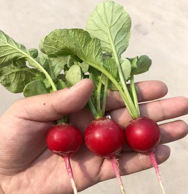 樱桃萝卜的种植与管理技术