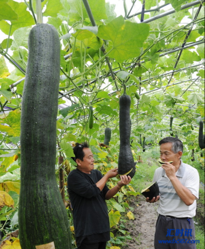 砍瓜适合什么地方种植