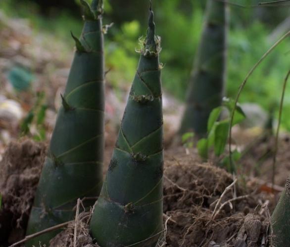 种植冬笋技术