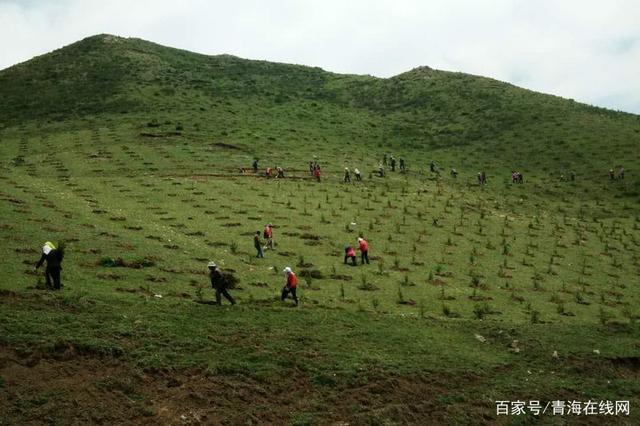 在荒山植树造林过程中,最不适宜提倡的实践…