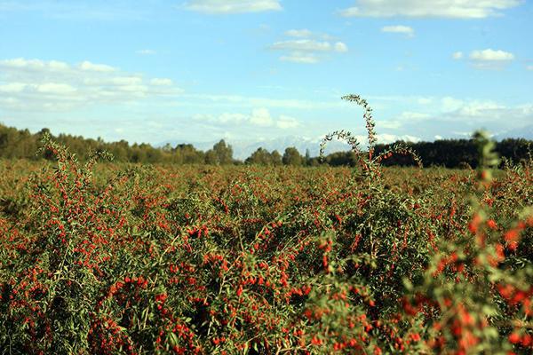 枸杞北方种植技术(北方枸杞盆景的大忌)