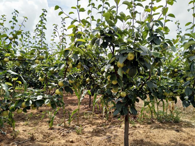 翠冠梨种植技术(唐老师翠冠梨种植技术图解)