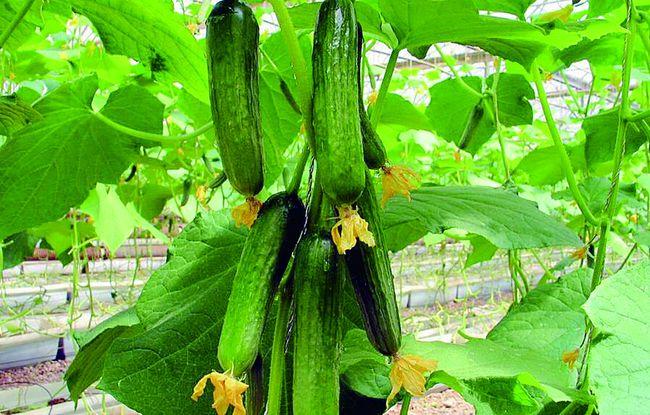 大棚夏季黄瓜种植技术