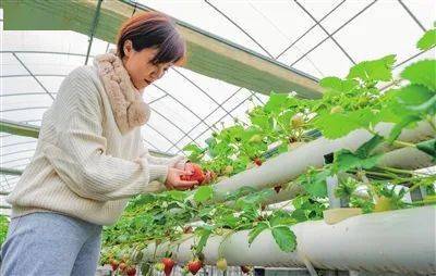 水培草莓种植技术