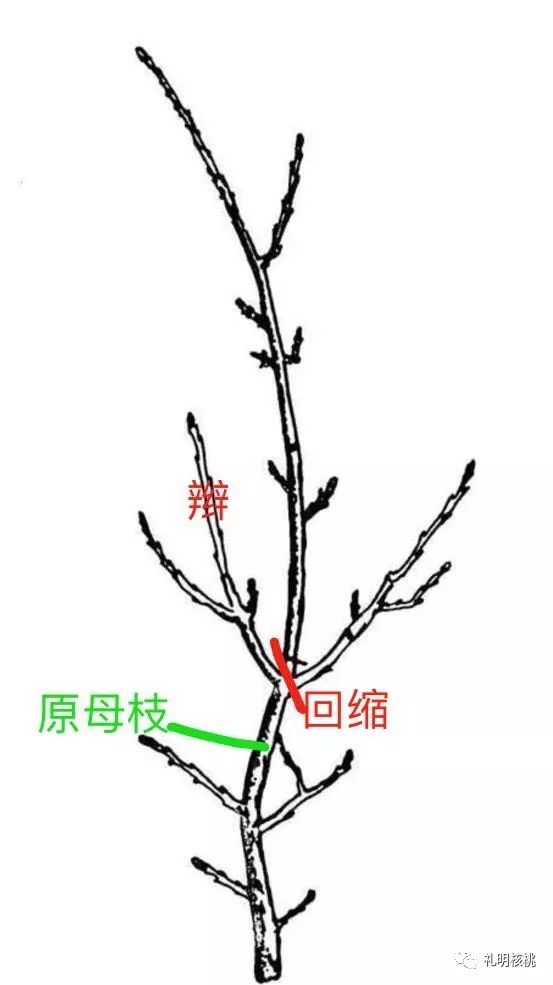 核桃树管理手法的名词解析