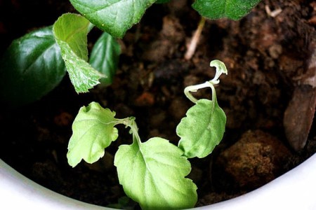 菊花怎么繁殖(瓜叶菊花怎么繁殖)