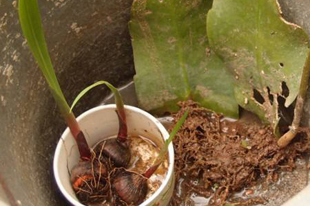 昙花什么季节换盆(昙花什么季节换盆合适)