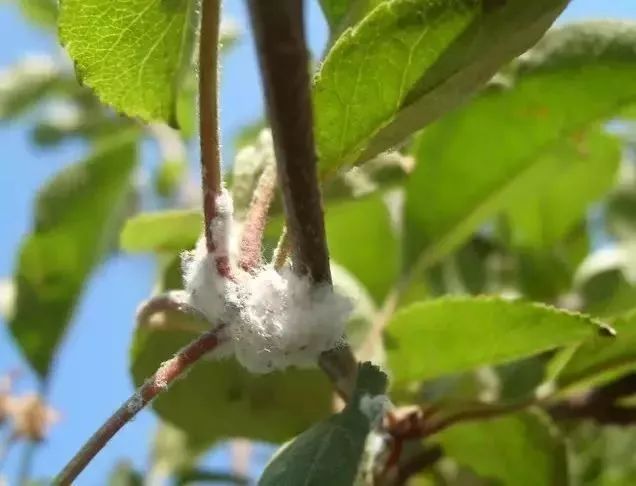 苹果树27种病虫害防治“参考书”(苹果树的病虫害防治)