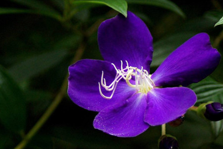 紫蝴蝶花怎么养(紫蝴蝶花)