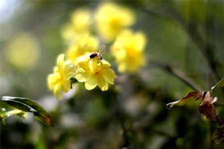 春天开什么花(春天开什么花二年级)