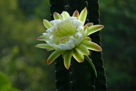 龙骨花寓意(龙骨花图片盆景图片)