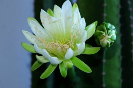 龙骨花寓意(龙骨花图片盆景图片)