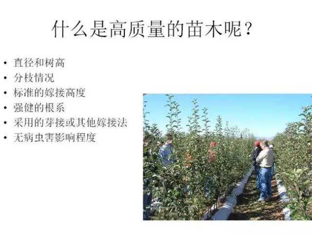 苹果树整形及修剪技术(苹果树修剪技术视频整形和修剪)