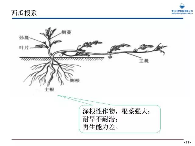 西瓜栽培核心技术(西瓜栽培新技术)