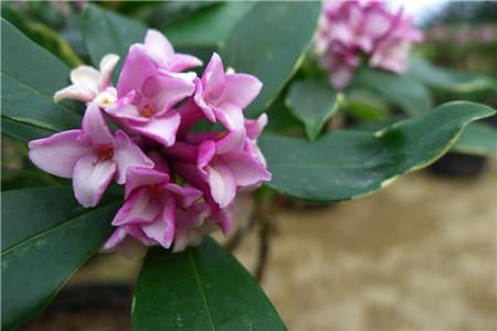 金边瑞香1年开几次花(金边瑞香花期多久)