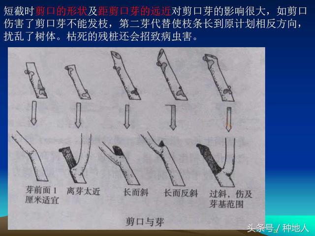 核桃整形修剪技术图解(树木整形修剪技术图解)