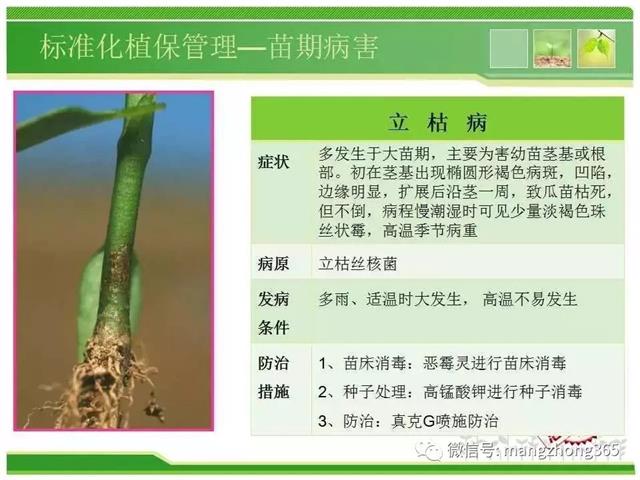 超详细西瓜标准化栽培技术(现在最新西瓜种植技术)