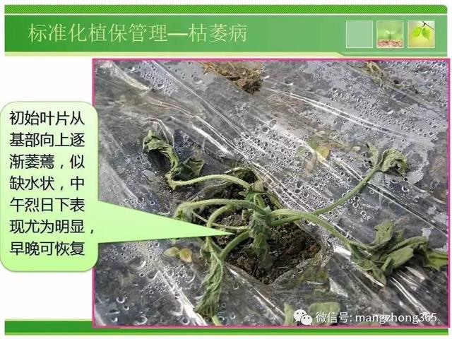 超详细西瓜标准化栽培技术(现在最新西瓜种植技术)