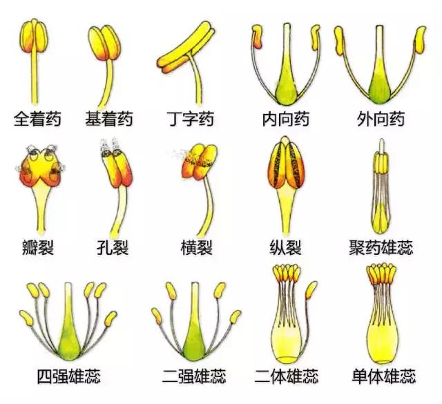 最全植物形态图解(植物形态特征描述)