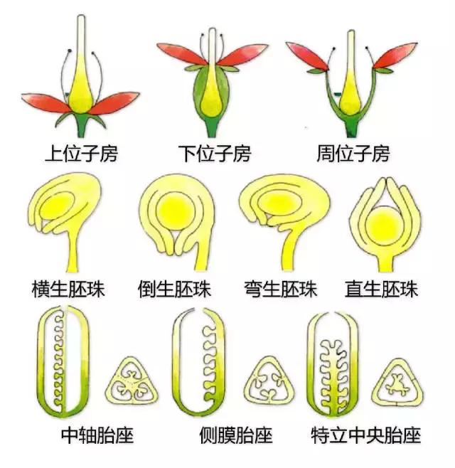 最全植物形态图解(植物形态特征描述)