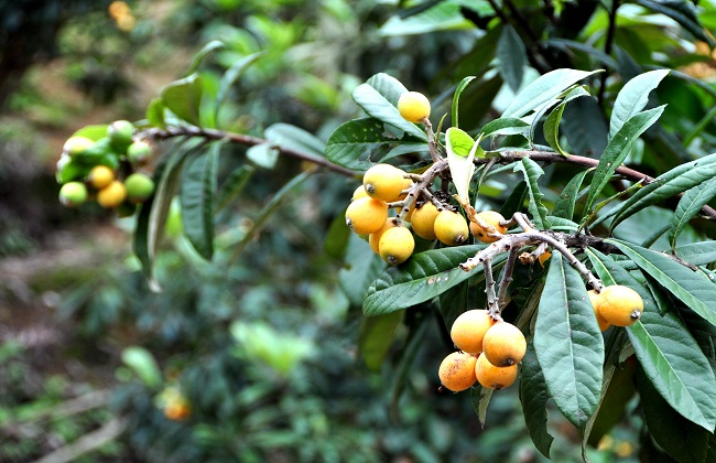 枇杷的种植方法技巧及注意些什么(枇杷怎样种植技术)