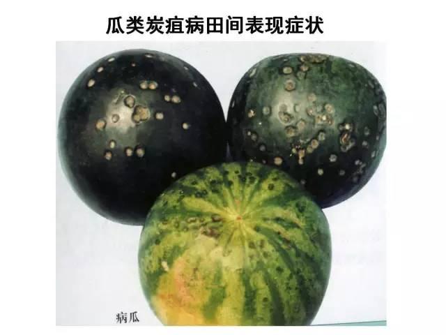 蔬菜病虫害高清图谱(蔬菜病虫害图片)