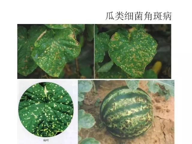 蔬菜病虫害高清图谱(蔬菜病虫害图片)