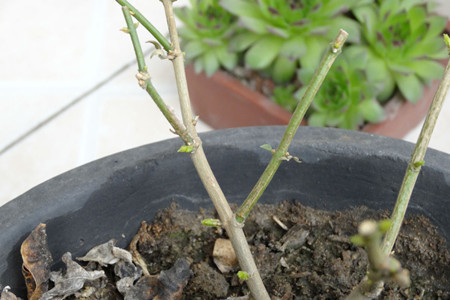 茉莉花花期(茉莉花花期几月份)