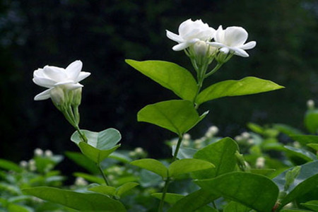 茉莉花花期(茉莉花花期几月份)