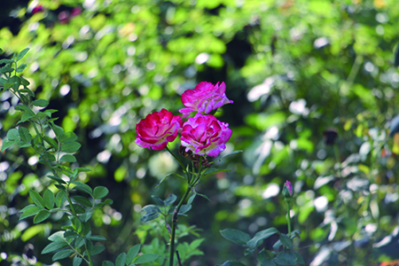 月季花地栽方法技巧(月季种植方法与技巧)