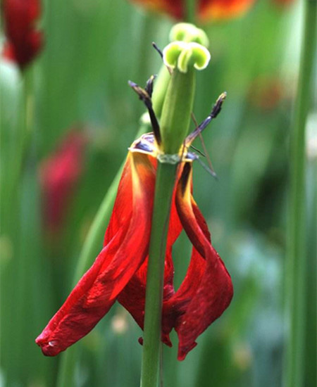 郁金香开花后怎么处理(郁金香花谢后怎么处理明年再开花)