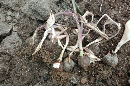 郁金香开花后怎么处理(郁金香花谢后怎么处理明年再开花)