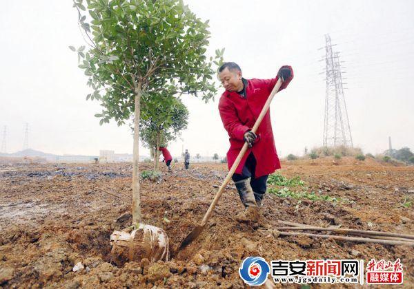 绿化工人在一条马路的一侧栽树