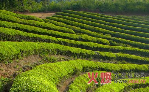 茶树矮化密植