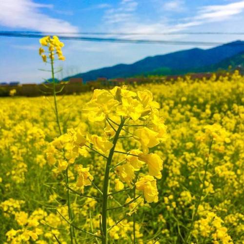 油菜花种植技术和管理