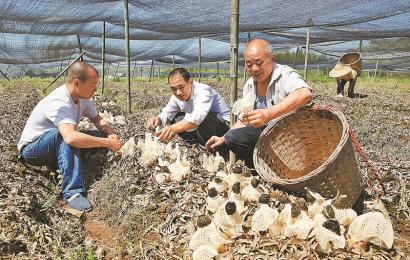 竹荪怎么种植产量就高?