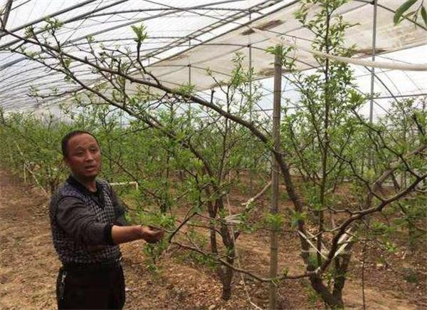 大棚冬枣发芽前管理