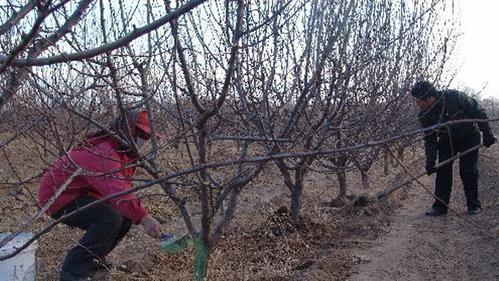 李子树种植技术及施肥