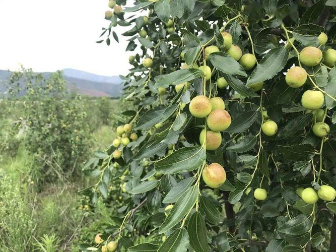 冬枣怎么种植技术(冬枣的种植与管理技术)