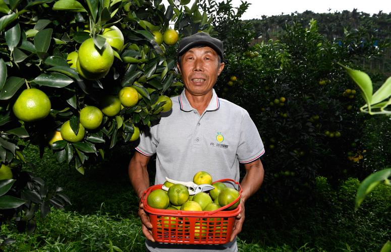 琼中绿橙种植技术