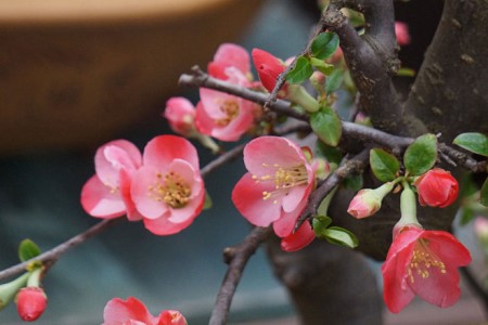 海棠花什么时候开花(四季海棠花图片)