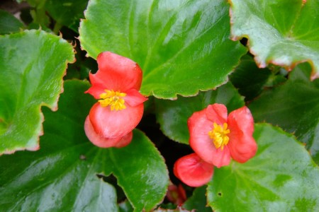 海棠花什么时候开花(四季海棠花图片)