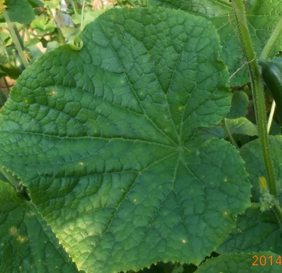 夏天黄瓜种植技术与预防病害的药物