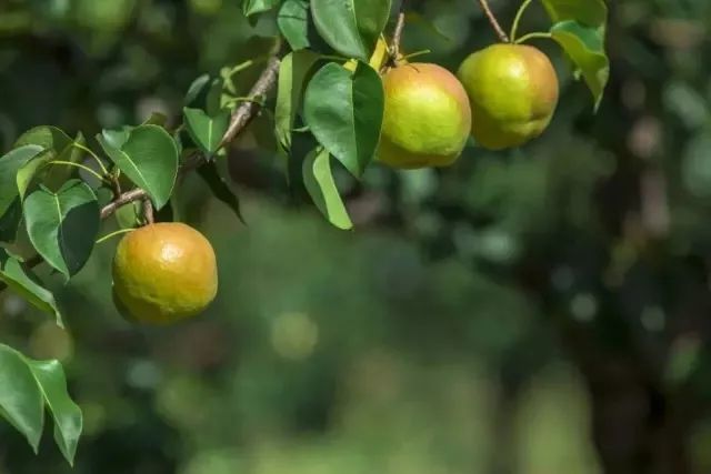 玉露香梨(玉露香梨的功效与作用)