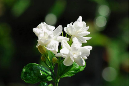 自制磷酸二氢钾花肥(自制磷酸二氢钾花肥缓释肥)