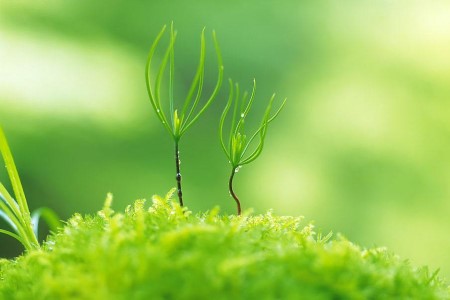 植物有生命吗(植物有生命吗有意识吗)