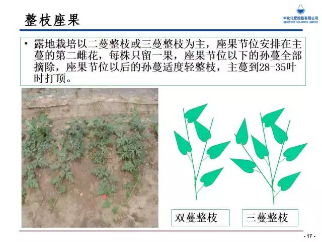 西瓜栽培核心技术(西瓜栽培新技术)