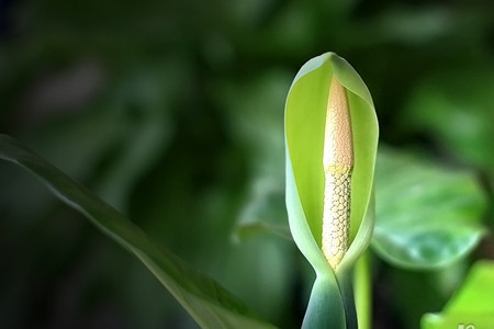 滴水观音怎么种植(滴水观音种植多久能活)